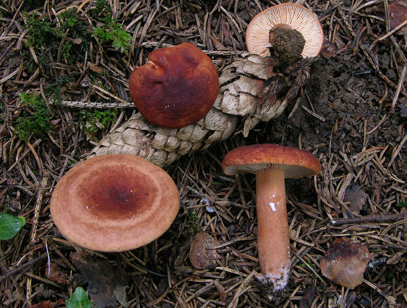 3.Lactarius sp.